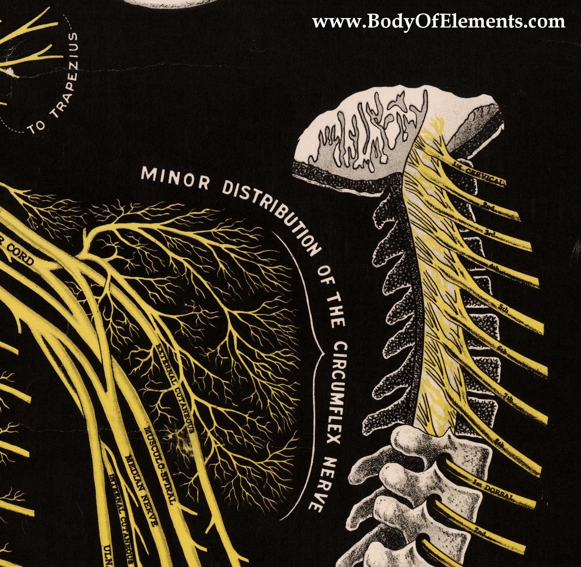 The Spine and Spinal Nerves Vintage 1914 Poster Medical Anatomy Wall ...