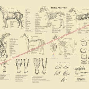 Anatomía del caballo Póster veterinario anatómico equino Folleto Descarga digital Gráfico de pared imprimible Punto de impresión Esqueleto Órganos internos Dientes