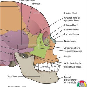 May include: A side view illustration of the human skull, labeled with the names of the bones. The skull is colored in different shades of pink, orange, yellow, green, purple, and blue. The image is labeled "Right lateral view".