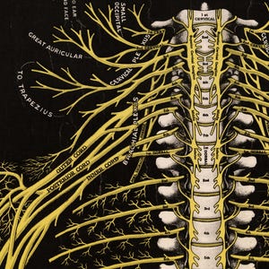 The Spine and Spinal Nerves Vintage 1914 Poster Medical Anatomy Wall ...