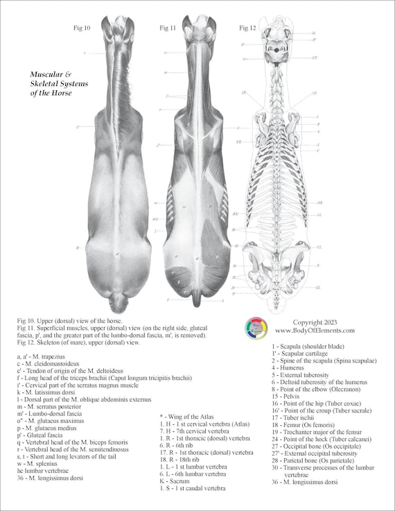 馬の解剖学の本（筋肉と骨のイラスト付き）獣医解剖学デジタル版（PDF