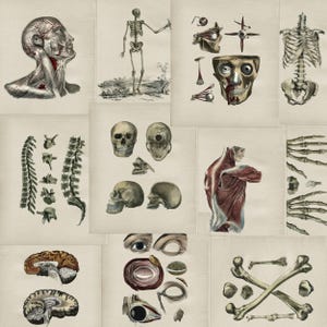 May include: Vintage anatomical illustrations of the human body, including the skeleton, muscles, organs, and bones. The illustrations are in black and white and have a detailed, scientific style.