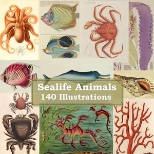 Puede incluir: Un collage de ilustraciones vintage de varios animales marinos, incluyendo un pulpo, un cangrejo, un caballito de mar, un pez, una concha y coral. El texto "Sea life Animals 140 Illustrations" está en el centro de la imagen.
