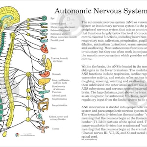 Autonomic Nervous System Healthcare Clinic Medical Doctor Chiropractic Treatment Room Print Digital Download Handout