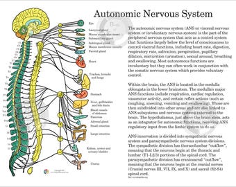Autonomic Nervous System Healthcare Clinic Medical Doctor Chiropractic Treatment Room Print Digital Download Handout