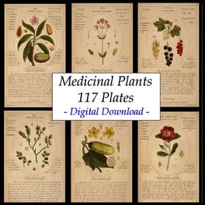 Könnte beinhalten: Eine Sammlung von 117 Vintage- botanischen Illustrationen von Heilpflanzen. Die Illustrationen sind in einem Kreis mit dem Pflanzennamen, den verwendeten Teilen und der Beschreibung darunter. Die Illustrationen sind im Vintage-Stil mit einem hellbraunen Hintergrund.