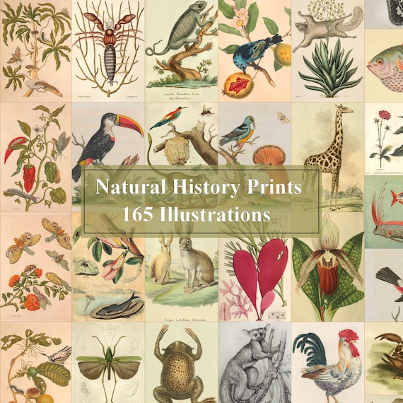 165 Vintage Natural History Birds Plants Illustrations Sheets 165 Vintage Natural History Birds Plants Illustrations Sheets