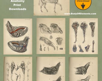 14 Vintage Horse Anatomy Illustrations of the Muscles, Bones & Internal Veterinary Anatomical Wall Art Digital Prints Download