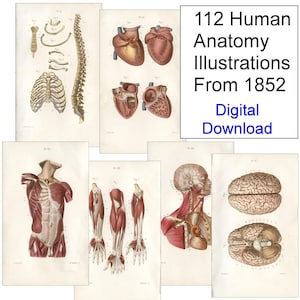 Puede incluir: Un conjunto de 112 ilustraciones anatómicas vintage de 1852. Las ilustraciones representan varias partes del cuerpo humano, incluyendo el esqueleto, el corazón, los músculos, el cerebro y el sistema nervioso. Las ilustraciones están en un estilo detallado y realista y están impresas en blanco y negro.