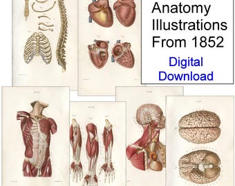 Zabytkowa, stara anatomia z 1852 roku, 112 ilustracji, medyczne efemerydy, wydruk cyfrowy, pobierz, pakiet clipartów Junk Journal, kolekcja kolaży