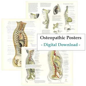Osteopathic Sympathetic Chain Nerve Plexuses Vasomotor System Spinal Lesion Subluxation Posters Digital Download Printable Wall Chart Print
