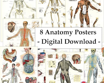 8 pósteres de anatomía humana para descarga digital. Láminas murales para clínicas: Sistema esquelético, sistema nervioso, músculos, articulaciones, arterias, venas y órganos internos.