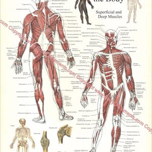 Muscles Anatomy Poster Human Anatomical Wall Chart Digital Download Printable Wall Chart Print