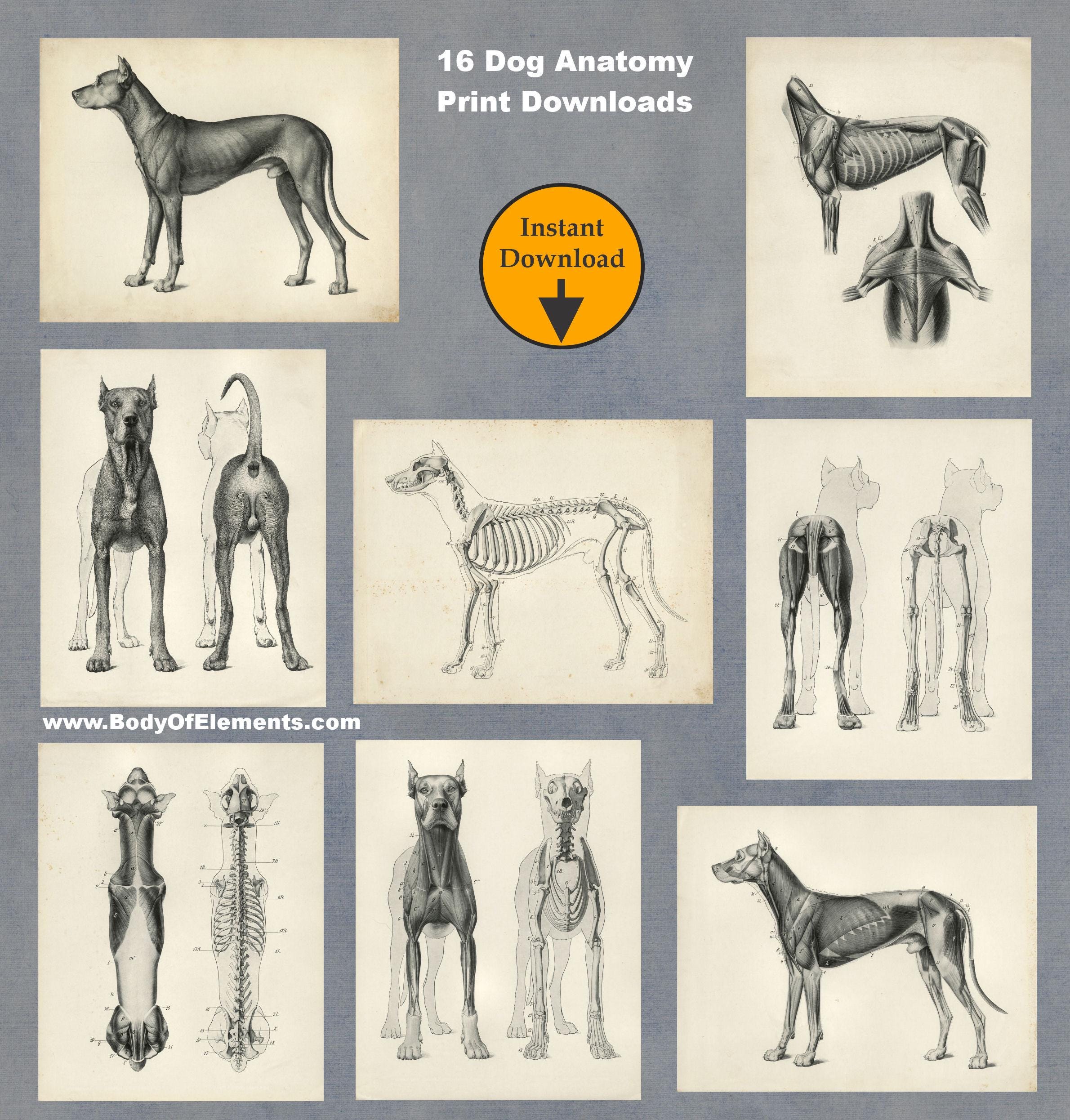 犬の解剖学ヴィンテージブックイラスト 筋肉と骨の獣医解剖壁アート