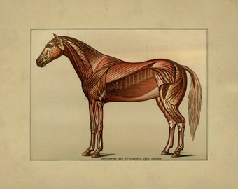 Horse Anatomy Vintage 1886 Digital Prints (4) Download Equine