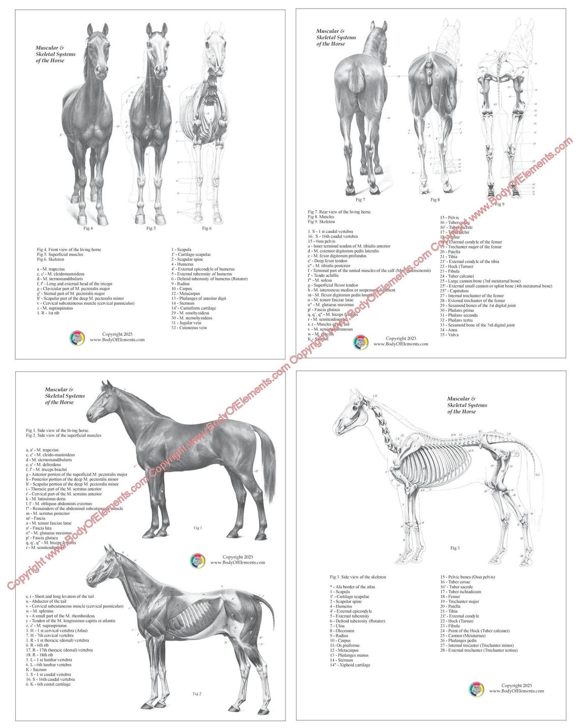 Horse Anatomy Book With Illustrations of the Muscles & Bones Veterinary ...