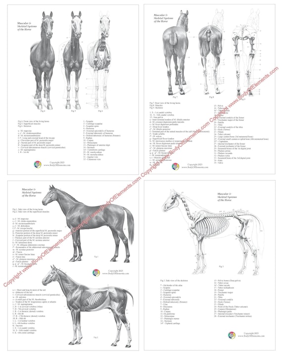 馬の解剖学の本（筋肉と骨のイラスト付き）獣医解剖学デジタル版（PDF