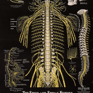 De wervelkolom en de wervelkolomzenuwen Vintage 1914 poster medische anatomie muur grafiek artsen Office chiropractie digitale download afdrukbare afdruk zeldzaam
