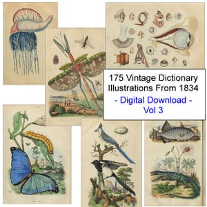 Könnte beinhalten: Eine Sammlung von 175 Vintage-Wörterbuchillustrationen aus dem Jahr 1834, die eine Vielzahl von Tieren, Insekten und Pflanzen zeigen. Die Illustrationen sind im Detail gezeichnet und auf einem cremefarbenen Hintergrund gedruckt.