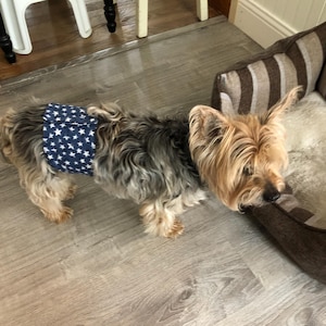 Könnte beinhalten: Ein kleiner Hund, der ein blaues Bauchband mit weißen Sternen trägt. Der Hund hat langes, hellbraunes und graues Fell. Der Hund steht auf einem hellbraunen Holzboden in der Nähe eines Hundebetts mit braun-weiß gestreiftem Stoff.