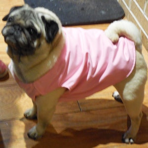 Könnte beinhalten: Ein kleiner, hellbrauner Mops, der eine rosa, ärmellose Jacke trägt. Der Hund steht auf einem Holzboden.