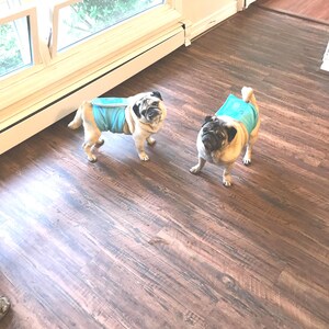 Pode incluir: Dois cães pug usando coletes de resfriamento azul claro estão em pé em um piso de madeira escura. Os pugs têm pelo marrom com marcas pretas no rosto. Uma janela é visível ao fundo.