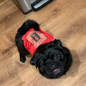 May include: A black pug wearing a red dog harness with a white trim and the name "Jack" printed on it.