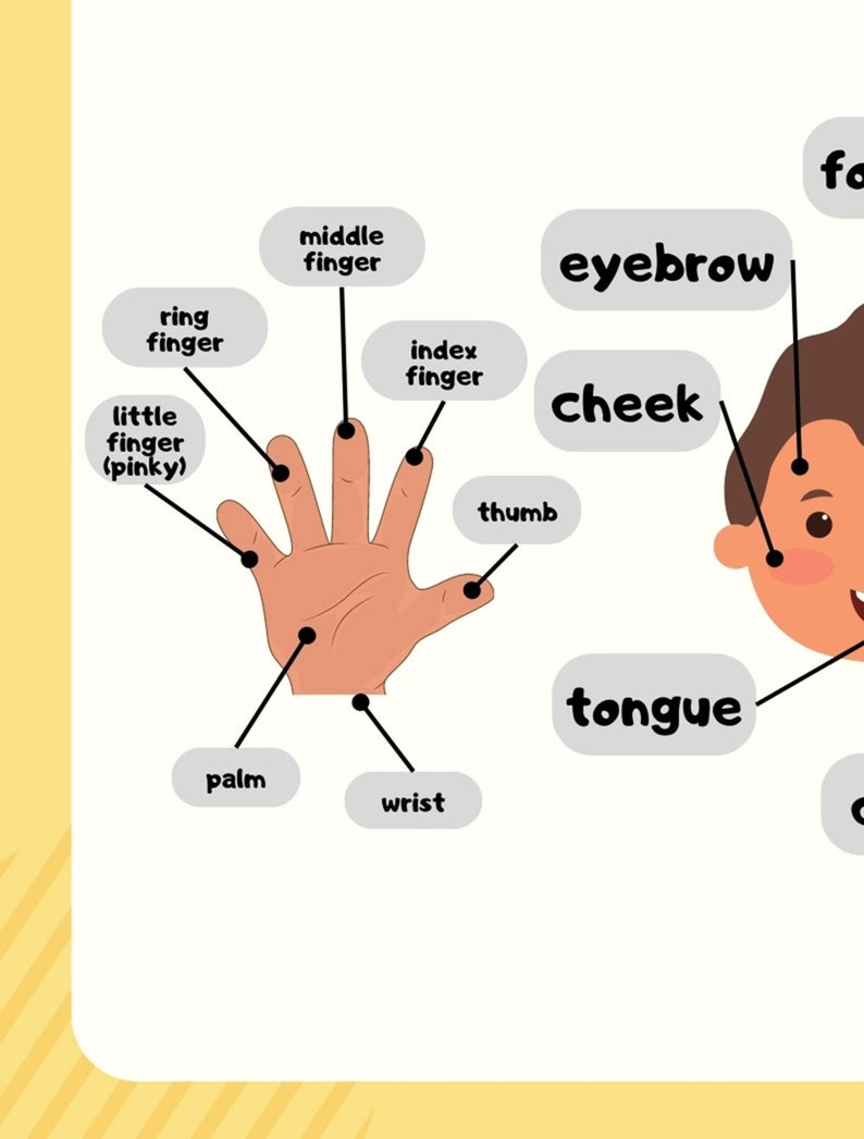 Educational Posters for Toddlers Human Body Part Montessori Homeschool ...