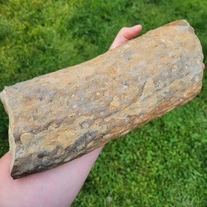 May include: A large, fossilized piece of petrified wood with a rough, textured surface. The wood is a mix of brown, gray, and white colors.