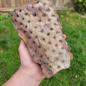 Large Fossil Fern Stem/Root - Pennsylvanian Age, Stigmaria, Lepidendron, Sigillaria, Plant Fossil Collector&#39;s Piece