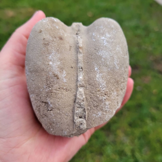Fossil heart top