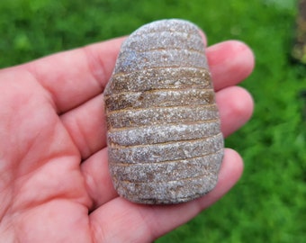 May include: A close-up of a brown and gray striped rock with a rough texture. The rock is being held in a hand.