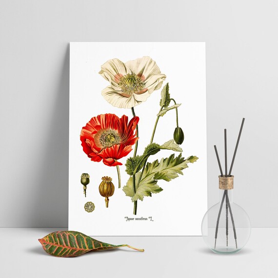 Poppy Flower Drawing Vintage Botanical Illustration Etsy
