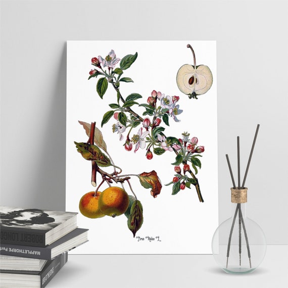 Apple Fruit And Flower Vintage Botanical Illustration Etsy