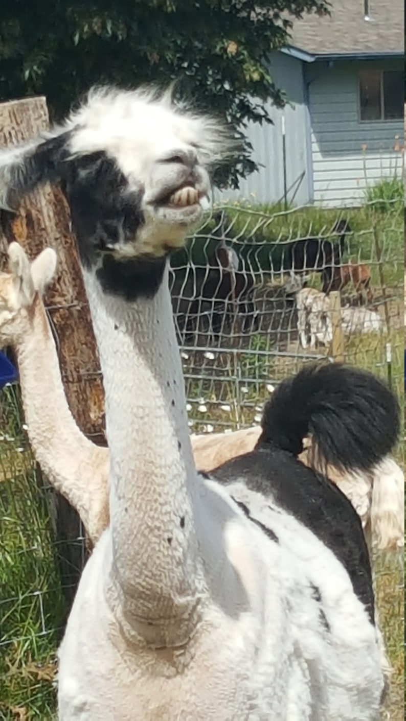 ALPACA BEANS organic manure pellets dried ready to soak in Etsy