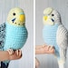 see more listings in the Budgerigars section