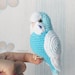 see more listings in the Budgerigars section