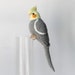 see more listings in the Cockatiels section