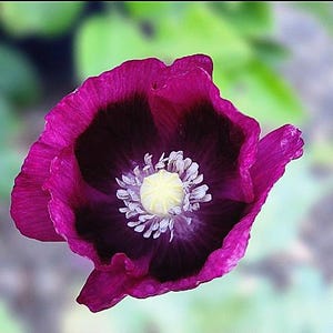 Op de afbeelding: Een enkele papaverbloem met diep magentakleurige bloemblaadjes die overgaan in een donker, bijna zwart centrum. De bloem heeft een opvallende, lichtgele, cirkelvormige meeldraadgroep in het hart, omringd door delicate, lichtgekleurde filamenten.