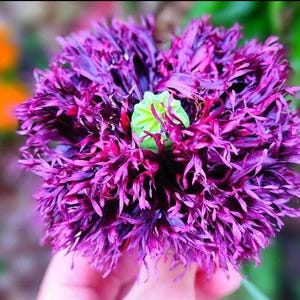 Op de afbeelding: Een levendige paarse papaverbloem met diep gefranjerde, gegolfde bloemblaadjes rondom een lichtgroene zaaddoos in het midden. De bloem vertoont een dichte, gelaagde textuur met donkerviolette tinten over de bloemblaadjes, wat een volle, ronde vorm creëert.