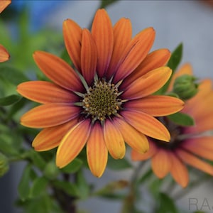 Vibrant Orange Flower Digital Print – Bold Floral Wall Art, High-Resolution Botanical Photo Download