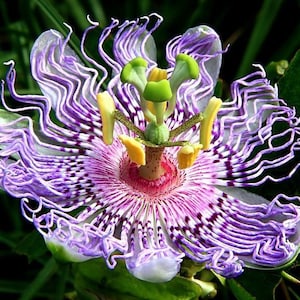 Passion Flower Extract. 98%+ Alkaloid Extract from Passiflora Incarnata. EXTRA STRENGTH!
