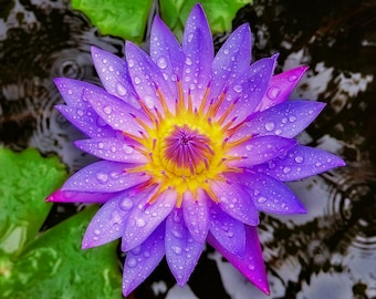 Blue Lotus Extract. 98%+ Alkaloid Extract From Nymphaea