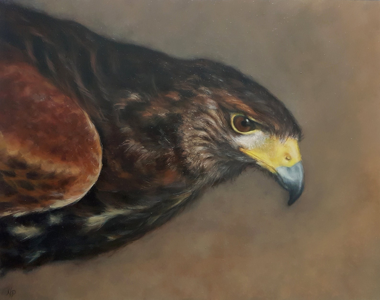 HAWK OIL PAINTING / Harris's Hawk Original Oil Painting / Animal