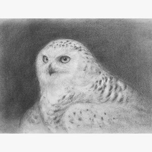 Owl Original Charcoal Drawing / Snowy Owl Wall Art / Animal Artwork