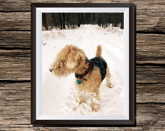 Lakeland Terrier Digital Photo Print Wall Art Home Decor Outdoor Woodland Snow Winter Dog Plaid Animal Photography Instant Download