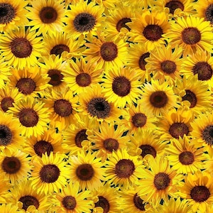 Sunflower Sunset - Packed Sunflowers - Cotton Fabric