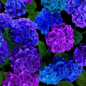 Midnight Bloom - Packed Hydrangea Floral by Chong-a Hwang - Digital Print - Cotton Fabric