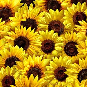 Wild Flower - Packed Sunflowers - Cotton Fabric