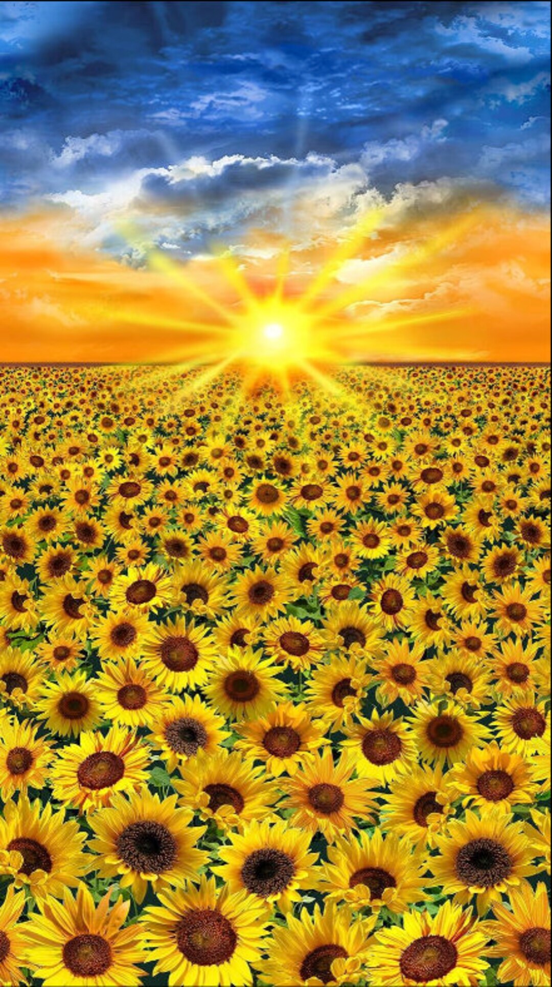 Sunflower Sunset Fabric Panel - Timeless Treasures Cotton (23